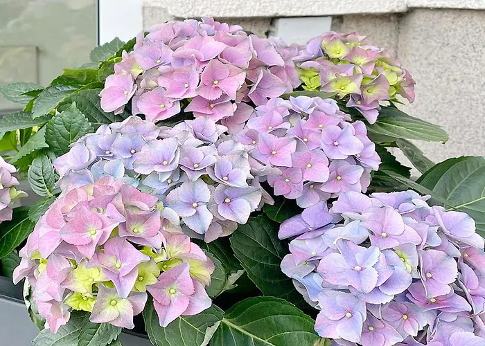 Malve Appartamento *